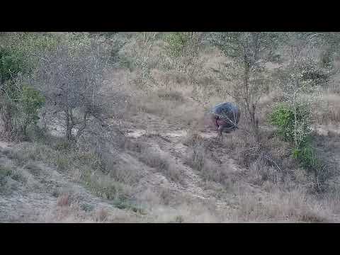 Djuma: Hippo leaving the dam - 17:38 - 08/11/2022