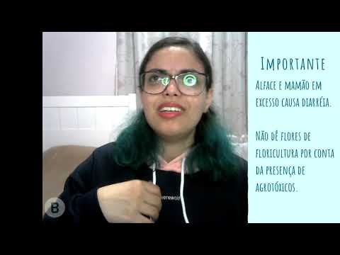 Tartaruga, cágado e jabuti - Explicando as diferenças - Biodicas EP1