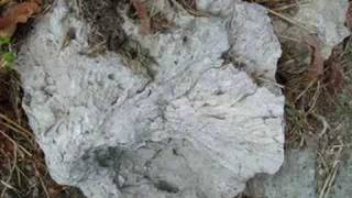 preview picture of video 'Scogliere coralline del rio Zunini (SV)'