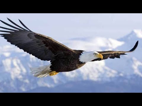 Che pace vi può essere, finché durano le prostituzioni di tua madre? - F. Roberto Romeo