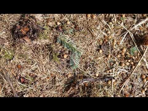 Hare scat near Homer, Alaska   May 2023