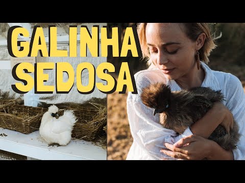 Tudo sobre galinhas SEDOSAS