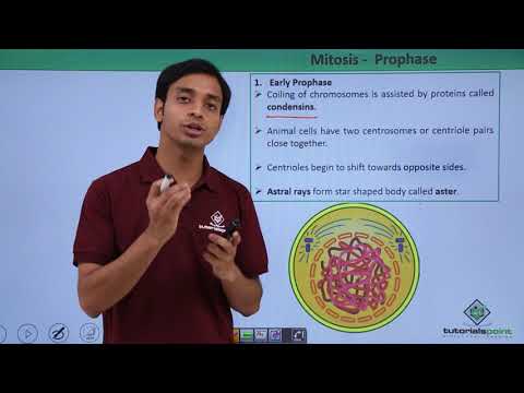 download lagu mp3 mp4 Prophase, download lagu Prophase gratis, unduh video klip Prophase