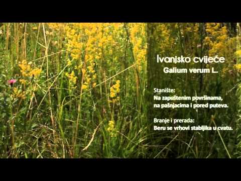 Baza bilja - Gospina trava, Hmelj, Ivanjsko Cvijeće, Šumska jagoda, Kadulja