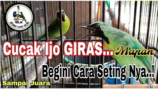 Download lagu How to care for Cucak Ijo GIRAS until it becomes a champion mp3