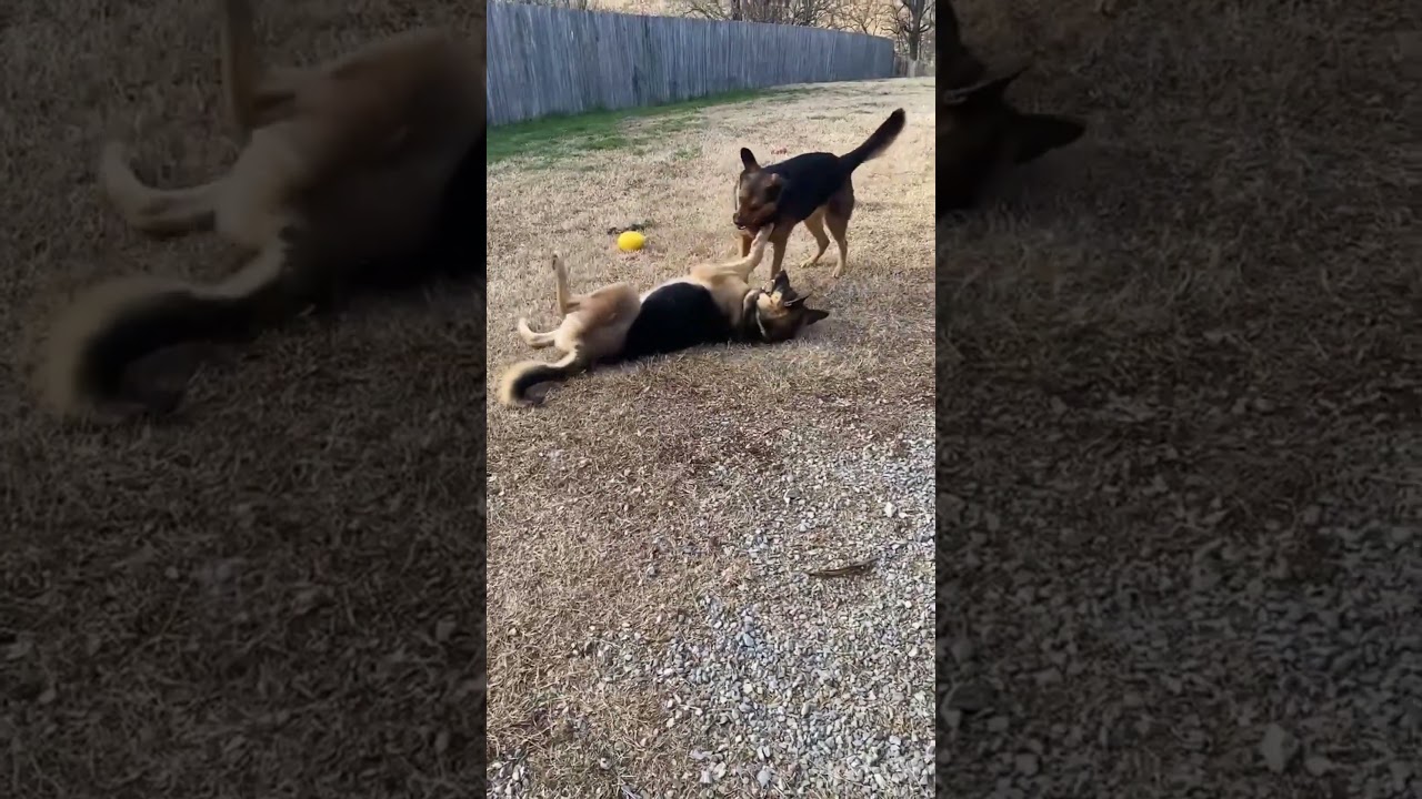 Enlarge Farley, a Adoptable mixed breed in Greeneville, TN video 6/6