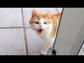 Loud Meowing Cat Is Hungry