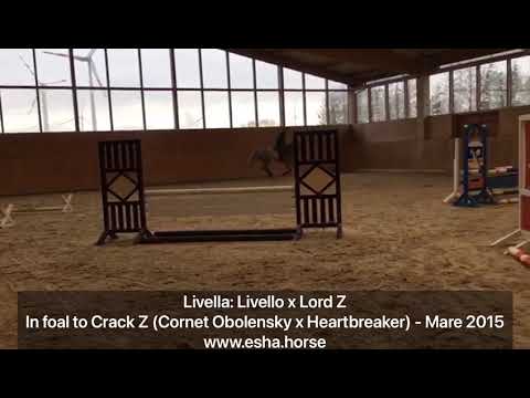 Livella: Livello x Lord Z (in foal to Crack: Cornet Obolensky x Heartbreaker)
