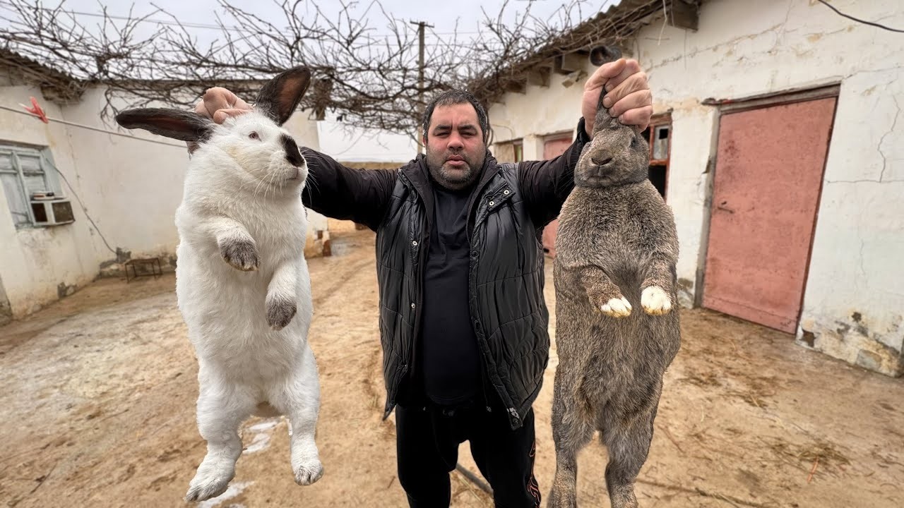 Royal Rabbit Recipe — Meat That Melts in Your Mouth!