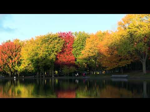 Soothing Relaxation Videos How I calm my nerves to sleep. 1 Hr Deep Sleep Music Calm Escape