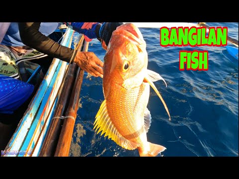 vlog342- Dumayo Kami | Malaking BANGILAN fish Nahuli Part 1