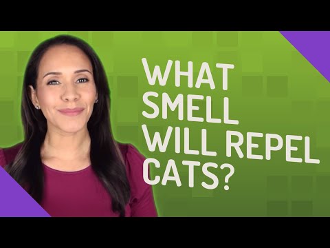 YouTube video about: Does cinnamon keep cats out of sandbox?