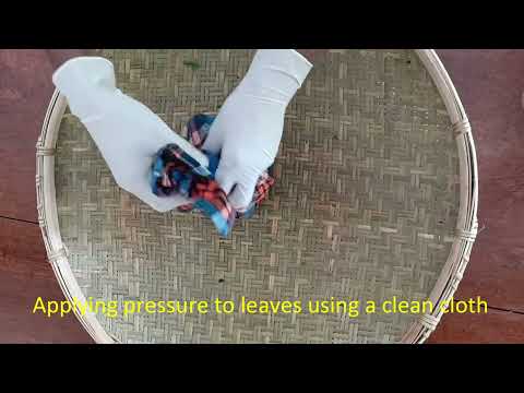 Preparation of Ceylon Handmade Green Tea