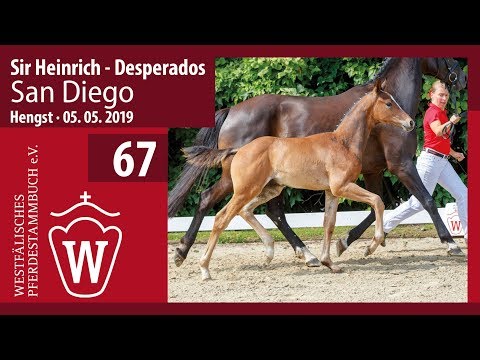 67 San Diego Hengst v. Sir Heinrich - Desperados