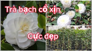 Lh:0586345333 trà giống Bạch cổ cực đẹp