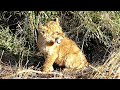 The Mighty Roar Of A Lion Cub