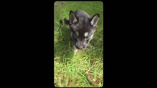 Video preview image #1 Chihuahua-Norwegian Elkhound Mix Puppy For Sale in Virginia Beach, VA, USA