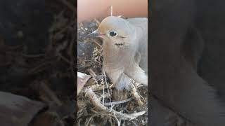 Mourning Dove Sitting in Her Nest 🕊 4k #SHORTS