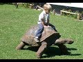 Cute Babies and Tortoise become friends -  Funny Babies and Pets Compilation