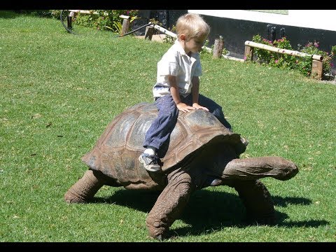 Cute Babies and Tortoise become friends -  Funny Babies and Pets Compilation