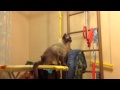 А это мой Кот-Обормот! 