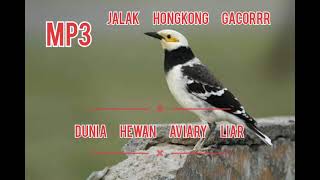 Download lagu MP3 JALAK HONGKONG GACOR mp3 Download lagu MP3 JALAK HONGKONG GACOR mp3