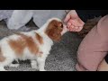 Cavalier King Charles Spaniel dogs for sale: Bandit - Video 1
