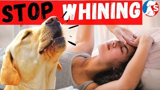 How To Get Your Dog To Stop Whining At Night