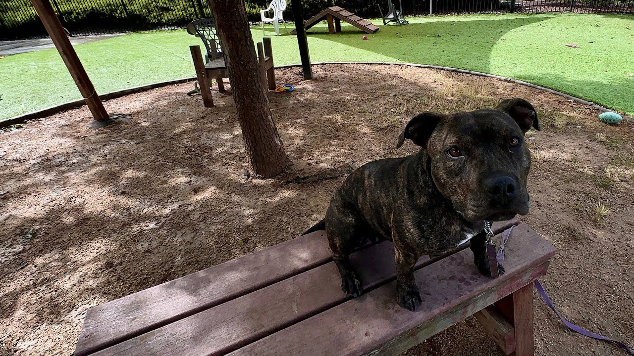 Enlarge Maple, a ADOPTABLE Pit Bull Terrier in Dublin, CA video 6/6