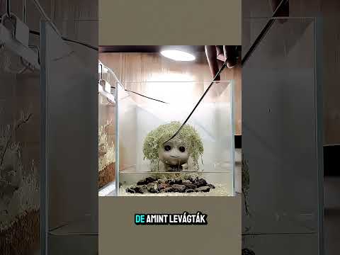 Ez A Fiú Levágta Groot Haját És Ami Ezután Történt Meglepte Őt