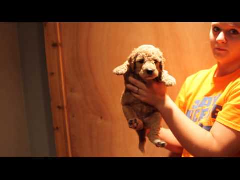 Chino & Dexter's litter