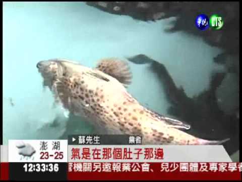 石斑罹"潛水夫症"! 翻肚竟還能動