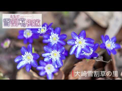 越後雪割草街道