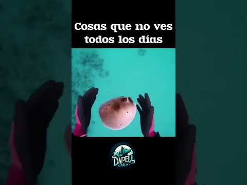 Pocas personas han visto esto con un pez globo 🐡😳 #animales #satisfying