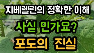 #샤인머스켓재배기술  #지베렐린지베린     #알솎이알속이알속기화수정형