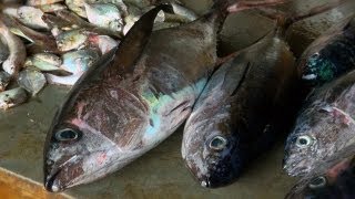 Fish Market in Diglipur