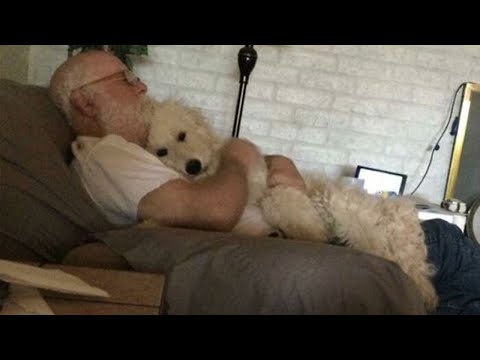 Vous ne pourrez jamais demander à un chien d'arrêter d'aimer son maître - mignonne relation chien-maître