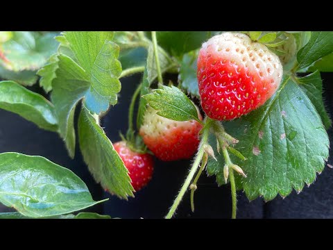 Growing Strawberries Timelapse