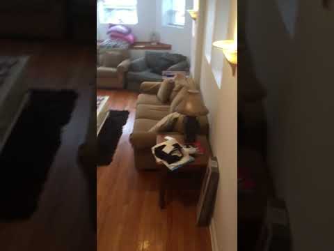 1436-38 W Belle Plaine - Video 2 of 2