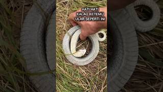 Download lagu These are the characteristics: Beware of this snake mp3