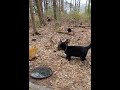 Black Cat Surprise Attack On Gray Tabby Cat Cats Shorts