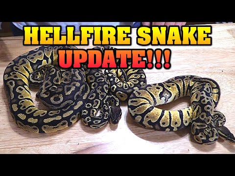 UPDATE on project HELLFIRE!  Can you see the difference?