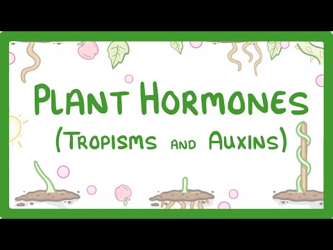 GCSE Biology - Plant Hormones - Tropisms & Auxins