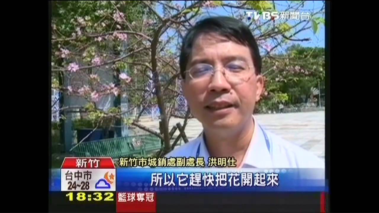 全因九降風！　新竹「河津櫻」竟10月開花