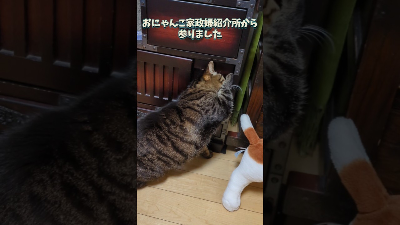 おにゃんこ家政婦は見た！