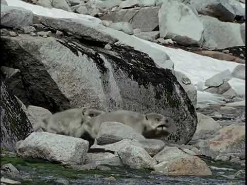 The Future is Wild (Animal Planet version)