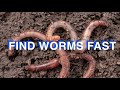 How To Find Worms For Fishing-Quick And Easy