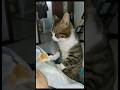 KUCING PIJAT MAJIKAN
