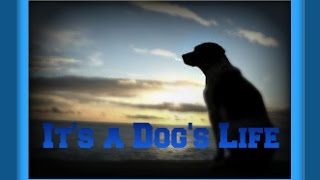 It's a Dog's Life