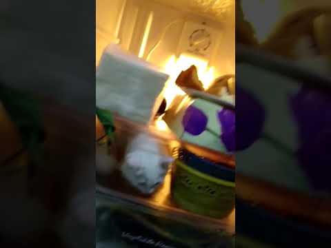 Hungry cat - caty look for something to eat